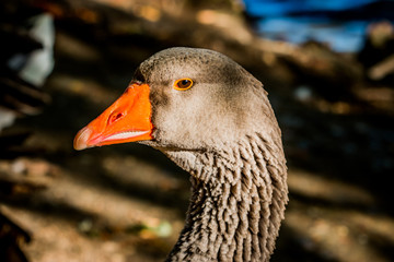 Oie cendrée du lac du Parc de la Tête d'Or 