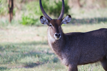 Kobus