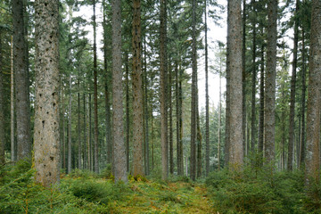 Amazing forest trees with amazing light.
