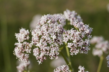 fiori bianchi effetto bokeh