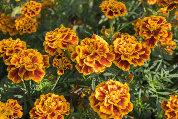 Tagetes patula french marigold in bloom, orange yellow bunch of flowers, green leaves, small shrub