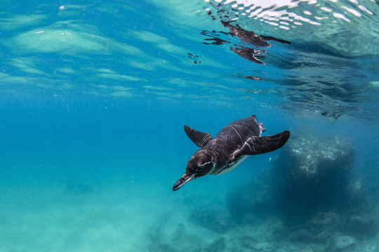 Galapagos penguin (Spheniscus mendiculus) swimming underwater at Bartolome Island, Galapagos, Ecuador