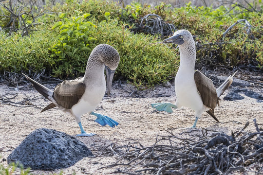 Blue-footed booby (Sula nebouxii) pair in courtship display on North Seymour Island, Galapagos, Ecuador