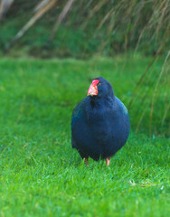 Takahe, (porphyrio hochstetteri) a rare native bird of New Zealand once thought to be extinct, scratching around for food