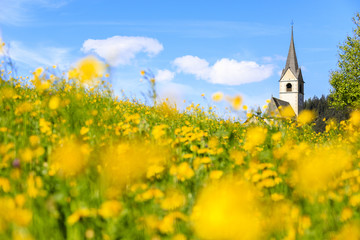 Blooming of yellow flowers around the alpine church of Schmitten, District of Albula, Canton of Graubunden