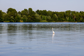 Little egret or white heron (Egretta garzetta) on the river Dnieper