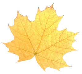 yellow maple leaf, isolated on white background