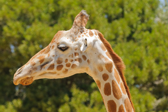 Closeup of the head of a Giraffe