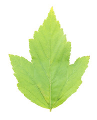 Spotted green leaves, isolated on white background