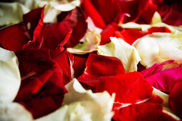 Rose petals/toned photo