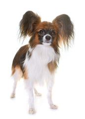 young papillon dog