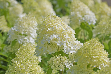 Hydrangea paniculata 