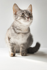 A small short-haired gray six-month-old kitten. Grey cute cat on white background.