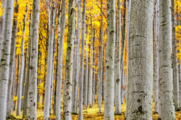 Obraz premium Autumn beech forest