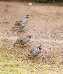 Quail in search of food