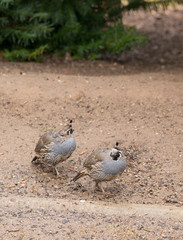 Quail in search of food