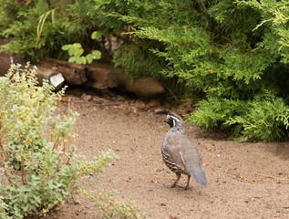 Quail in search of food