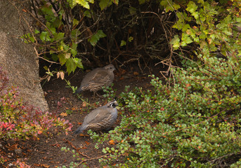Quail in search of food