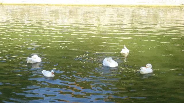 oche bianche nel giardino di Valsanzibio Padova