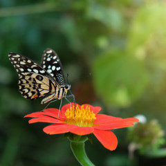 butterfly feeding on flower