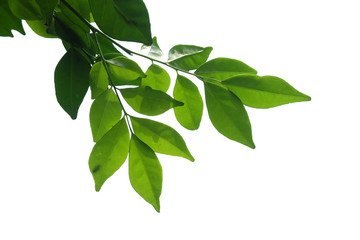 tree branch isolated