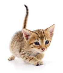 Small gray kitten.