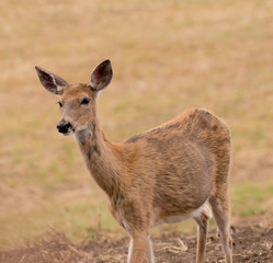 Whitetail doe in close up