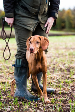 Gun dog and its owner on a game shoot, Norfolk