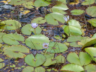 Serose im Teich