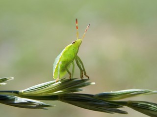 small green beetle on the grass