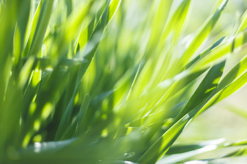 Fototapeta na wymiar Fresh green grass closeup. Soft Focus. Nature Background