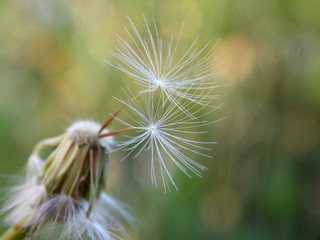 two dandelion seeds in the meadow