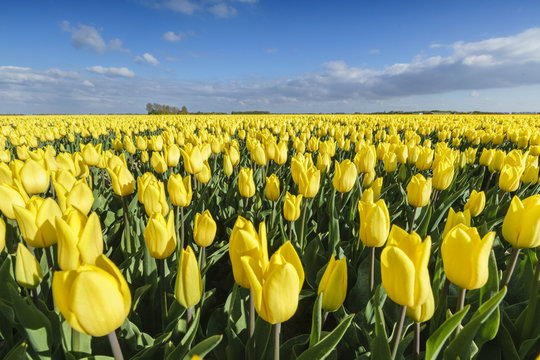 Yellow tulips in a field, Yersekendam, Zeeland province, Netherlands