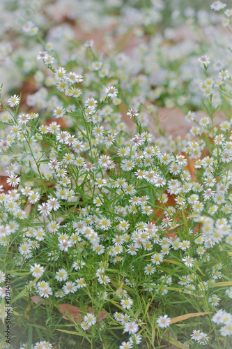 "Kleine weiße Blüten mit leichter Unschärfe" Stockfotos und lizenzfreie