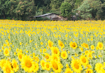 Sunflower field around the old gardener house.