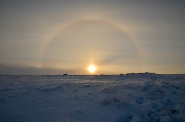 グリーンランド カンゲルスアーク カンガルッスァック ツンドラツアー ジャコウウシ Greenland Kangerlussuaq Tundra tour musk ox 