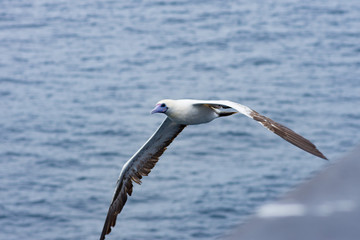 Fototapeta na wymiar Sea birds hunting flying fish. Pacific, Mexican coast