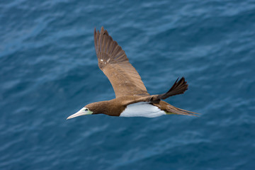 Sea birds hunting flying fish. Pacific, Mexican coast