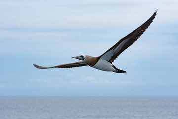 Sea bird gliding in blue sky