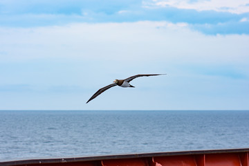 Sea bird gliding in blue sky