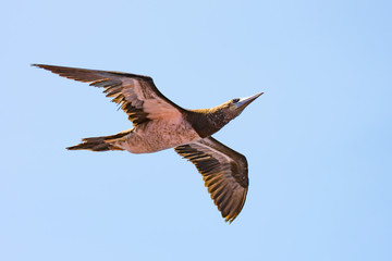 Sea bird gliding in blue sky