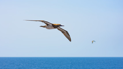 Fototapeta na wymiar Sea bird gliding in blue sky
