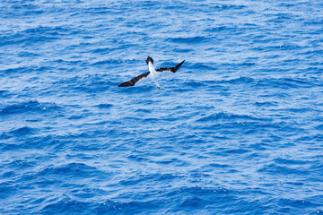 Sea birds hunting flying fish. Pacific, Mexican coast