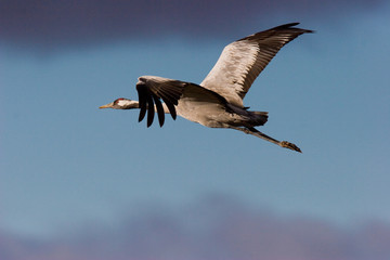 Grulla en vuelo