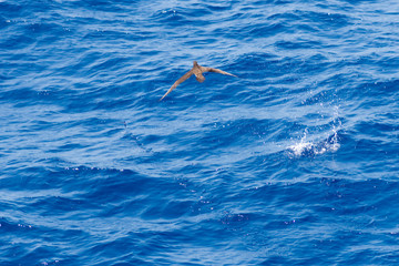 Sea birds hunting flying fish. Pacific, Mexican coast