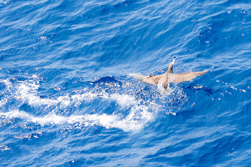 Naklejka premium Sea birds hunting flying fish. Pacific, Mexican coast