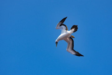 Sea birds hunting flying fish. Pacific, Mexican coast
