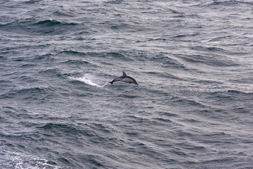 Obraz premium Dolphins in rough Pacific waves