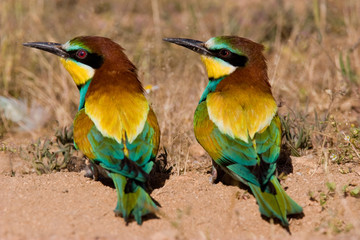Abejaruco pareja