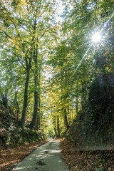 Obraz premium Hohlweg im Herbst